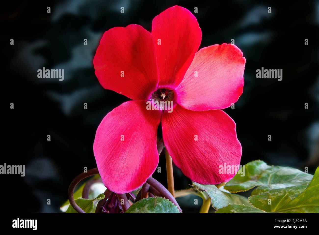 Red flower of Cyclamen persicum mill, Alpine violet or the Persian cyclamen, is a species of flowering herbaceous perennial plant growing from a tuber Stock Photo