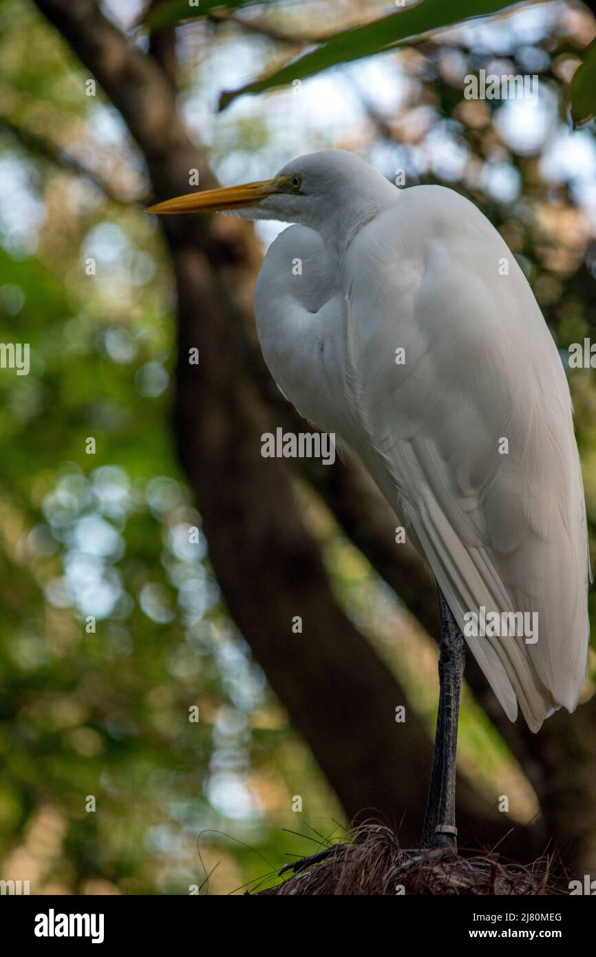portrait of a white heron in the bird park of Foz Iguazu Stock Photo