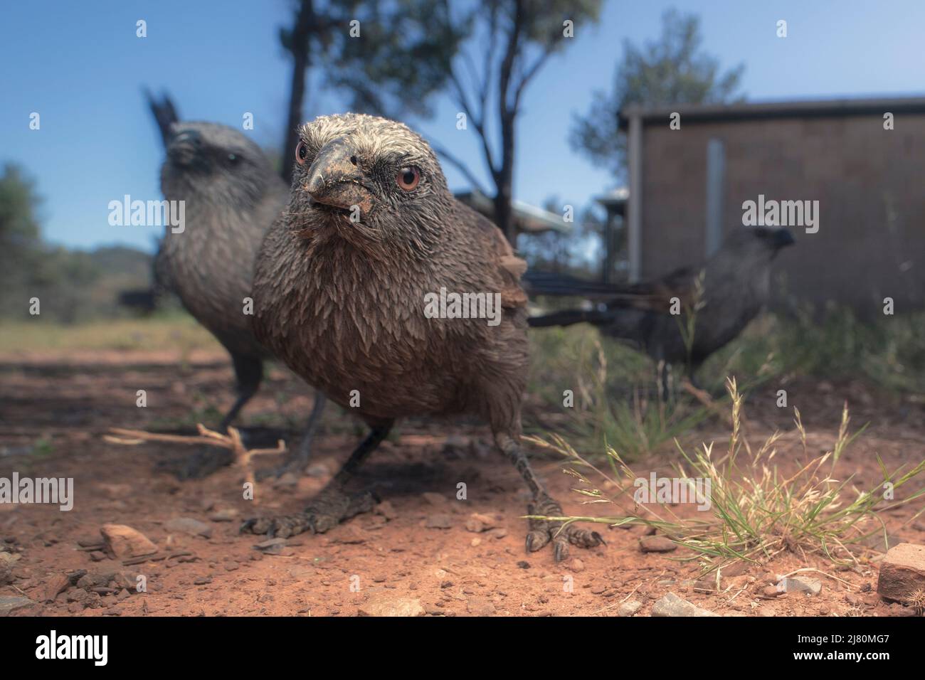 Close-up of three wild apostle birds (Struthidea cinerea) with building in background, Australia Stock Photo