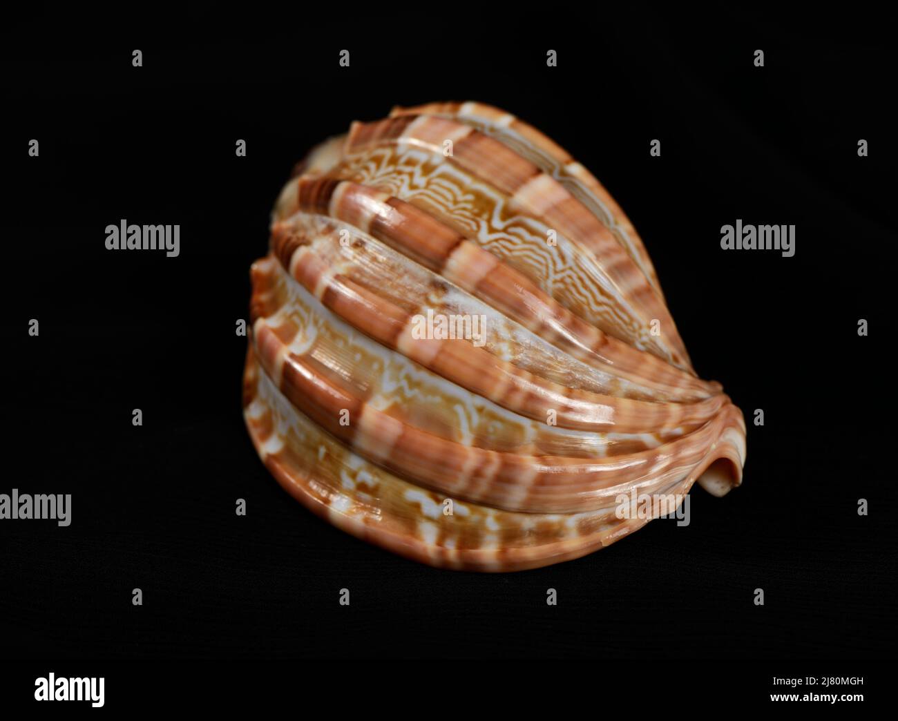 Seashell abstract background with mother of pearl seashell over black ...