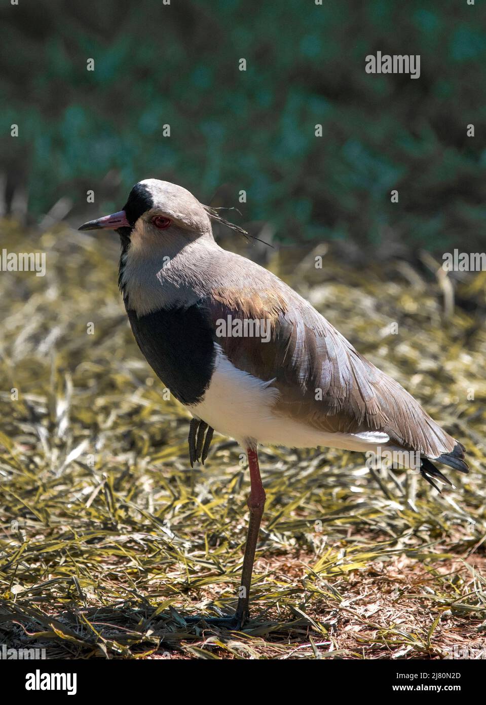 Close-up of a Vanellus chilensis Stock Photo