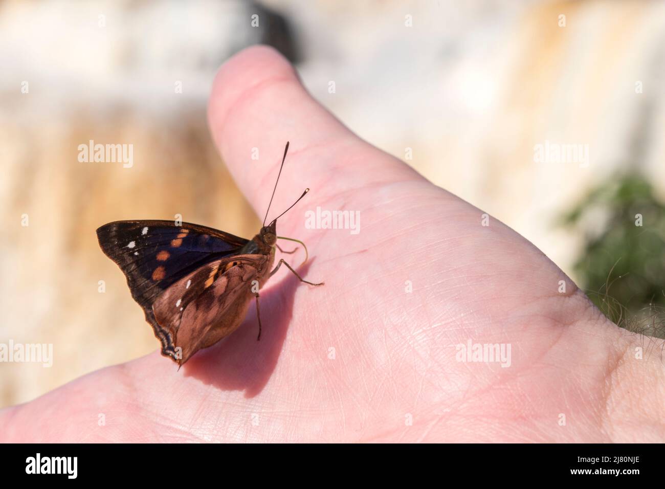 Doxocopa agathina butterfly at iguazu falls Stock Photo