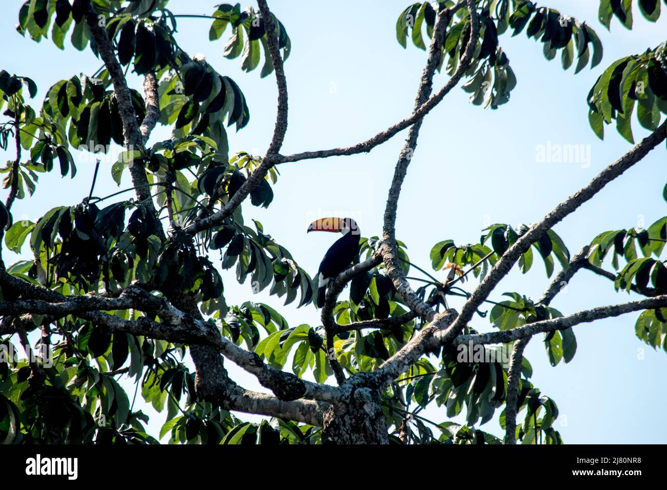 toucan in the branches of a tree in Iguazu Stock Photo