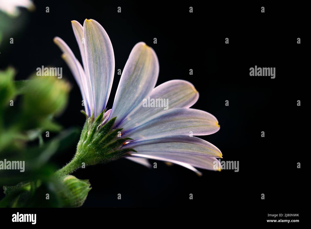 White daisy on black background Stock Photo