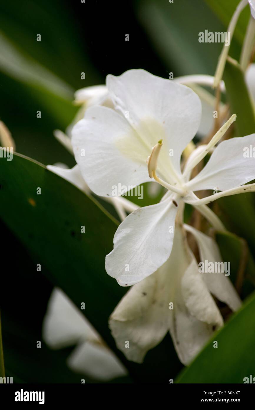 white flowers of amber cane (Hedychium coronarium) Stock Photo