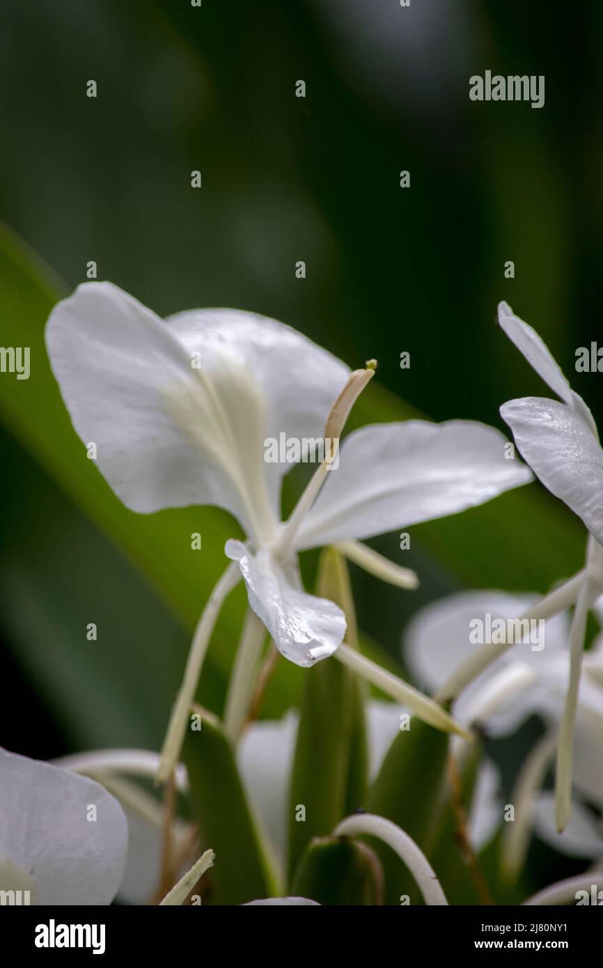 white flowers of amber cane (Hedychium coronarium) Stock Photo