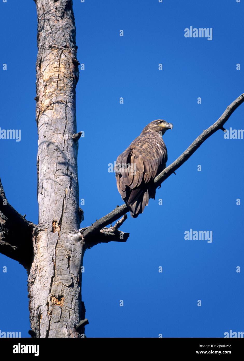 A hawk perched on a tree branch Stock Photo