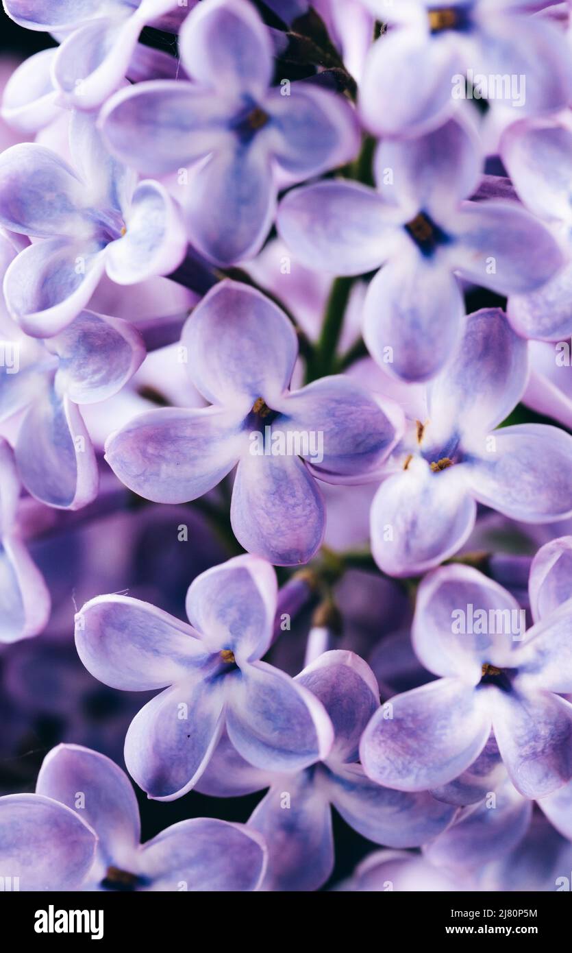 Violet scenery hi-res stock photography and images - Alamy