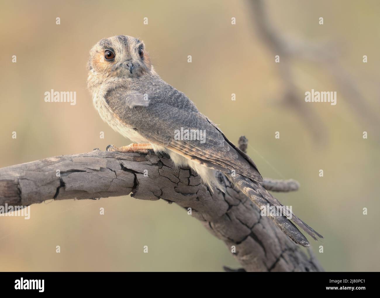 Wild owlet-nightjar (Aegotheles cristatus) perched on branch, Australia Stock Photo