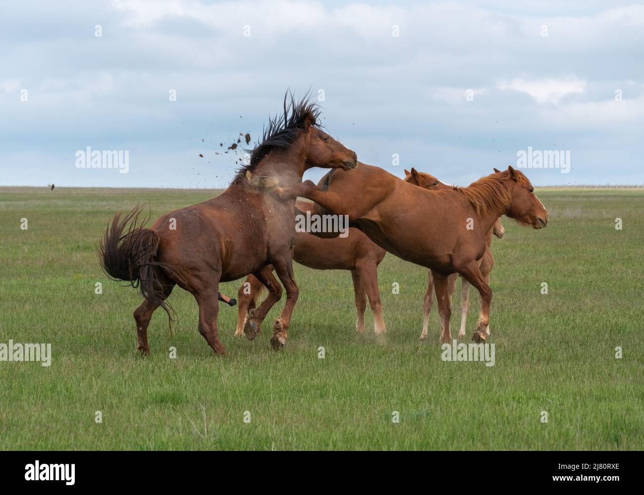 Stallion mating hi-res stock photography and images - Alamy