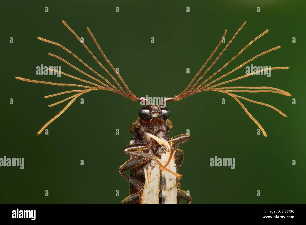 Antennae used hires stock photography and images Alamy