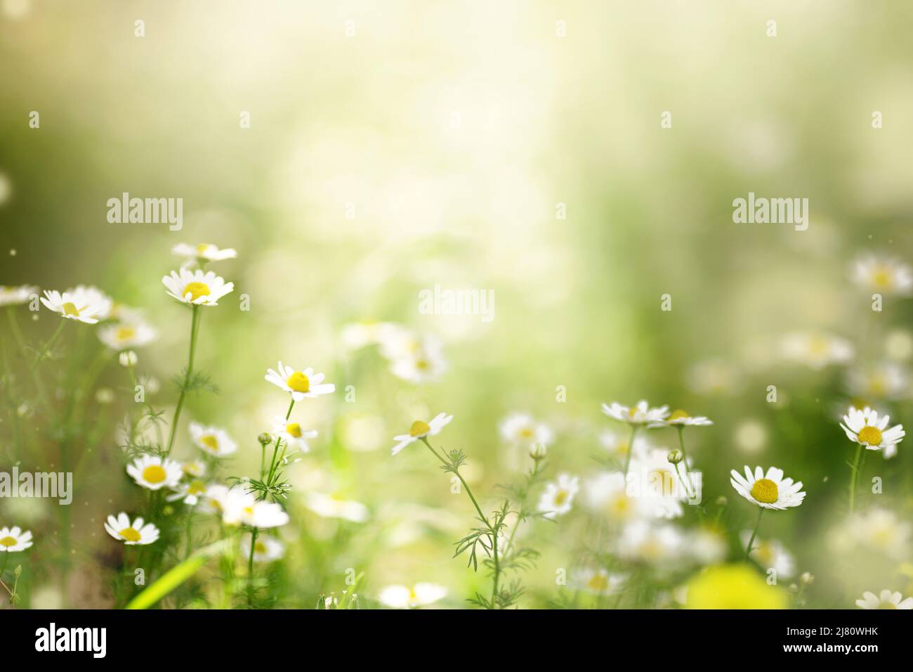 Chamomile or daisy white flower bush in full bloom on a background of green leaves and grass on the field on a summer day. banner. Stock Photo