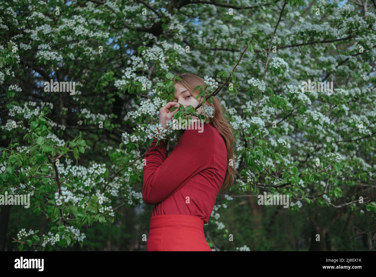 a blonde girl in red hides in flowering trees Stock Photo - Alamy