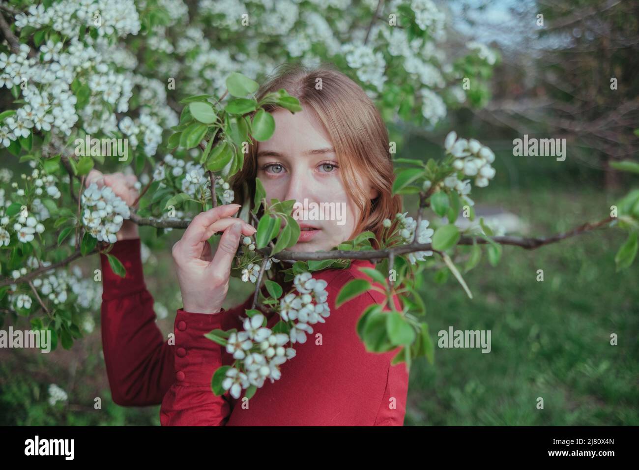 a blonde girl in red hides in flowering trees Stock Photo - Alamy