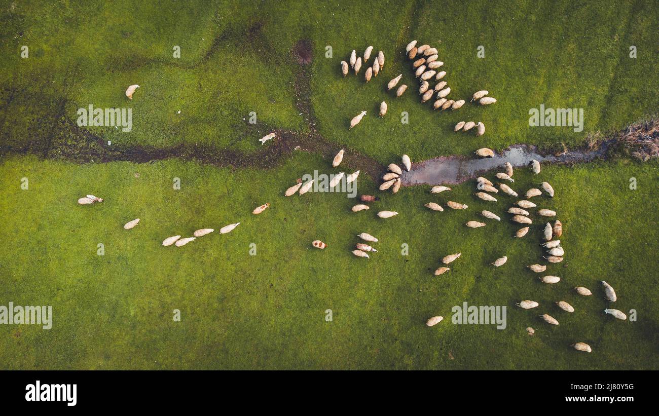 Aerial view of sheep in field hi-res stock photography and images - Alamy