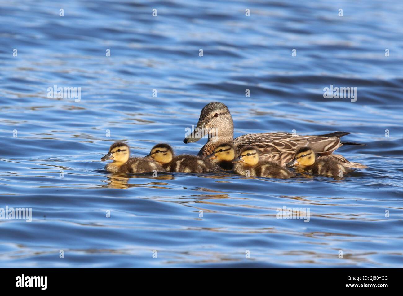 Mother mallard duck Anas platyrhynchos swimming with a family of five ducklings Stock Photo