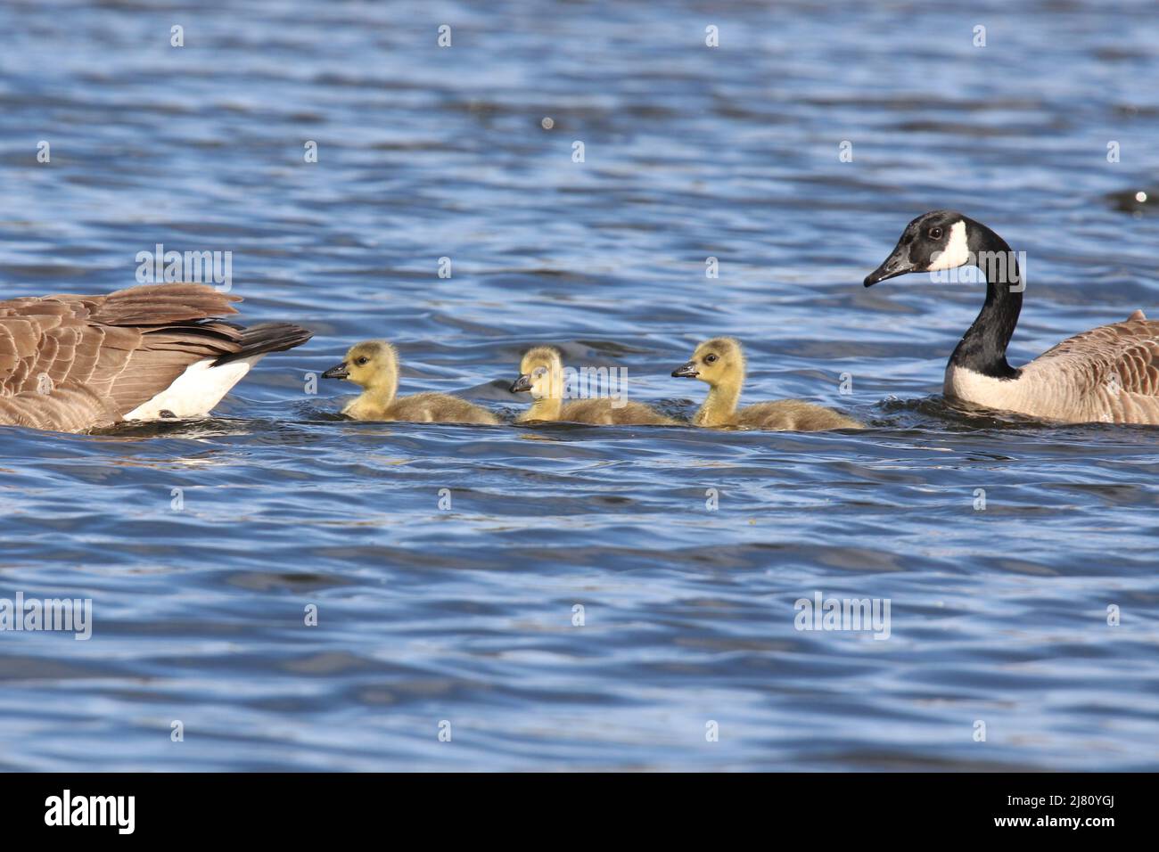 Three Canada geese Branta canadensis goslings swimming on the lake with the parent geese Stock Photo