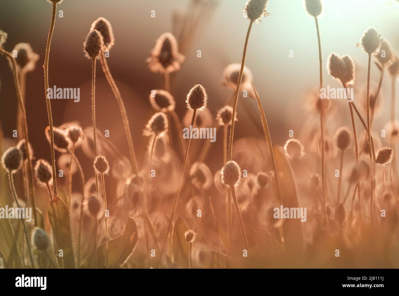 Wild flowers in a summer meadow Stock Photo - Alamy