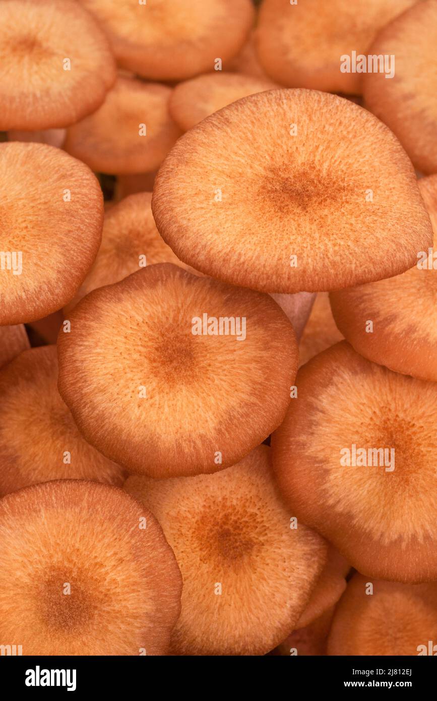Ringless Honey Mushrooms Stock Photo Alamy