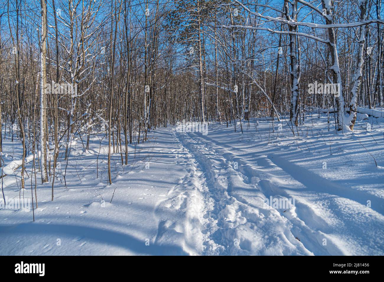 Tree Snow Ground Trees and ground under snow in sunny winter day Stock Photo - Alamy