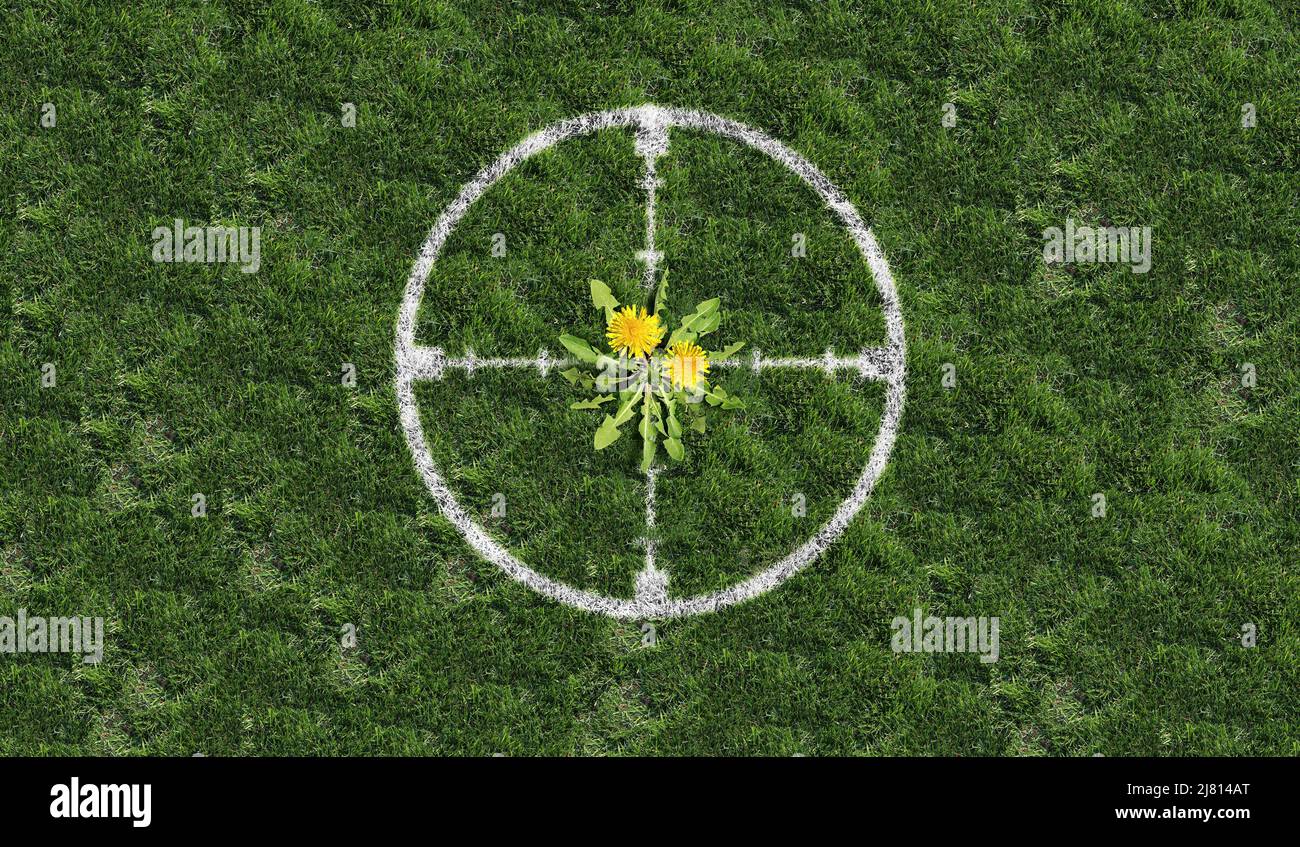 Targeting weeds and yard weed problem as dandelion flowers as an unwanted plant on green grass targeted as a symbol for herbicide use in the garden. Stock Photo