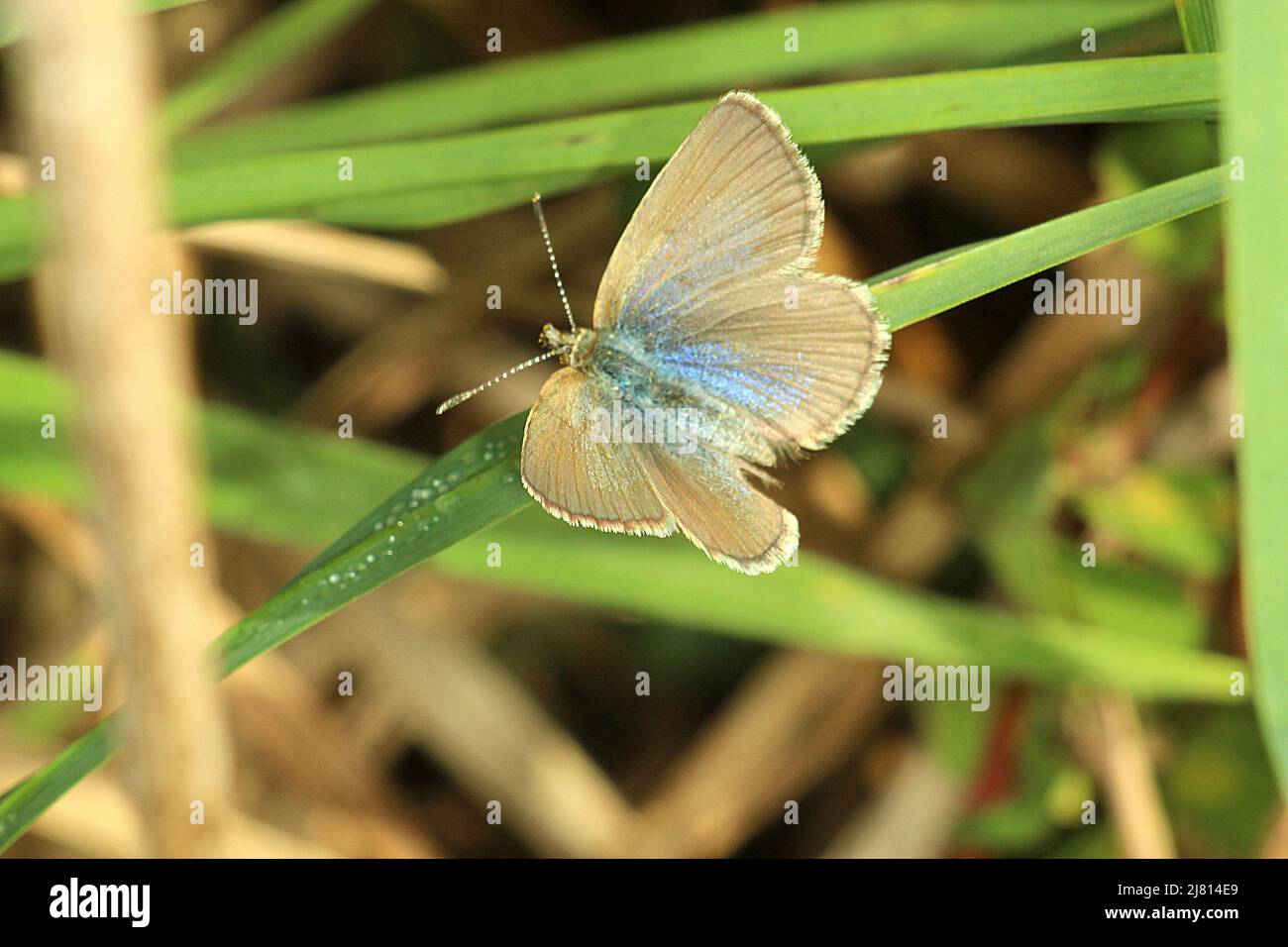Common grass blue butterfly (Zizina otis ssp. labradus) Stock Photo