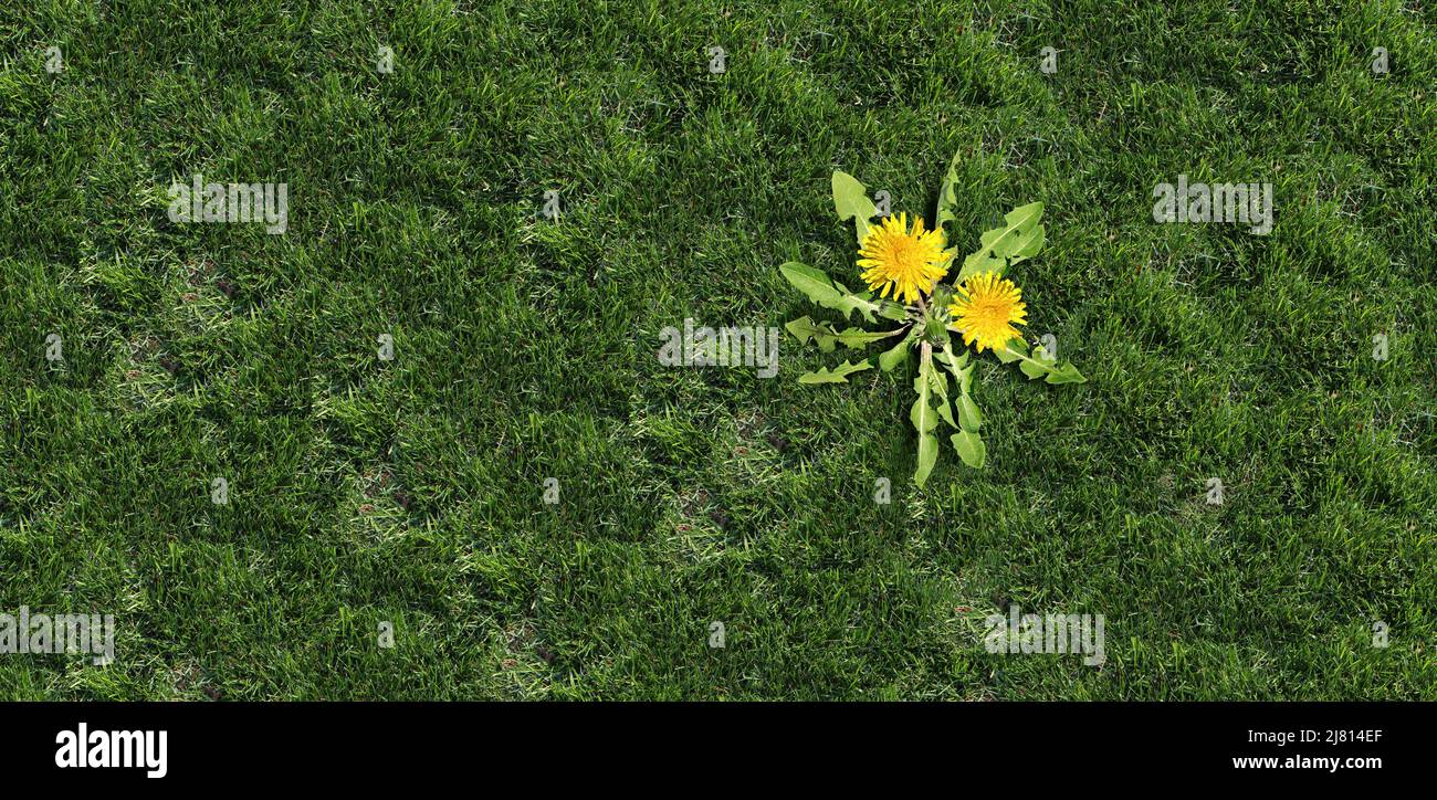 Yard weed problem as a dandelion flower and plant as a symbol of unwanted weeds on a green grass field as a symbol of herbicide use in the garden. Stock Photo