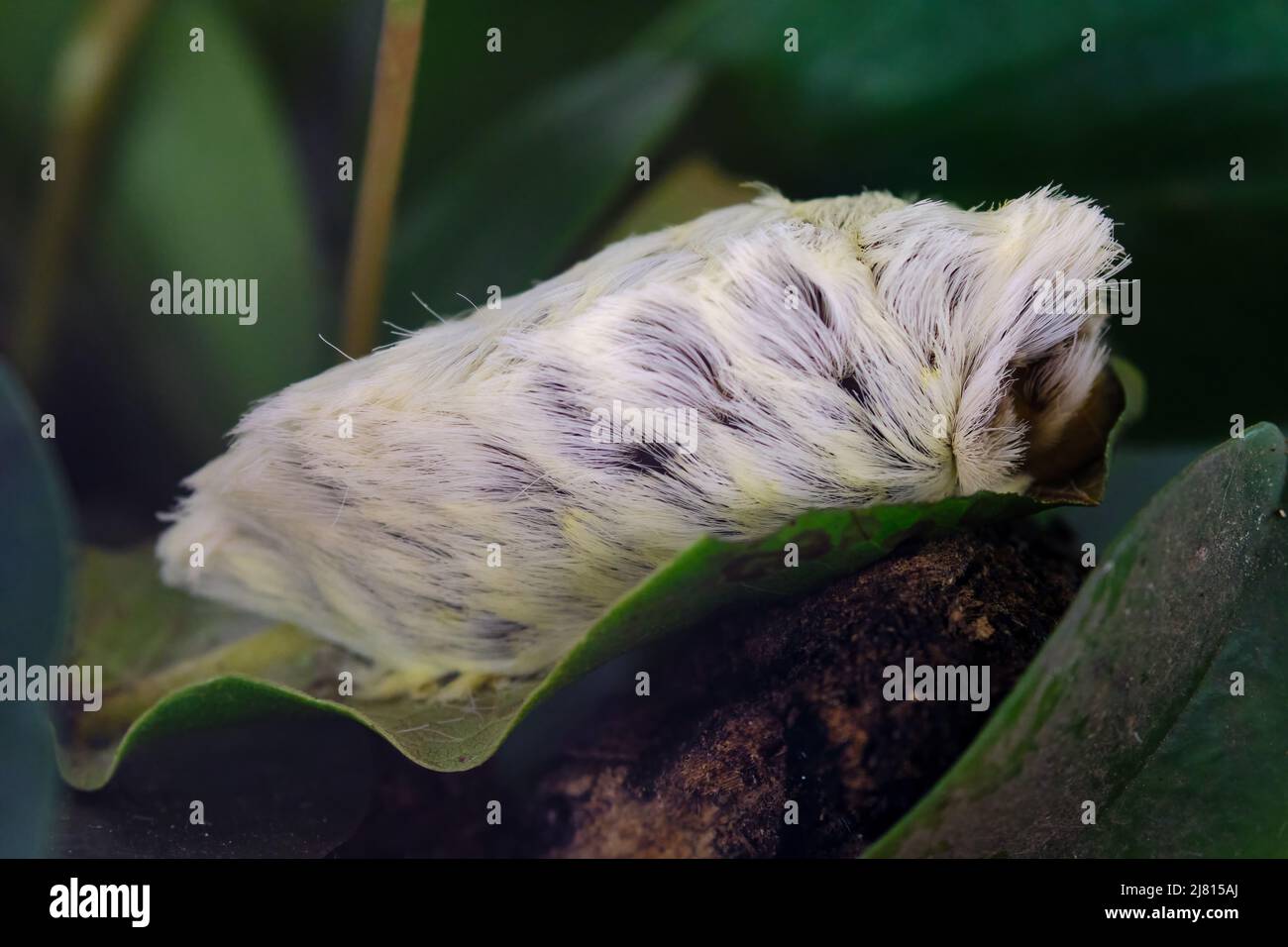 Cashpairo guinea pig caterpillar (Megalopyge opercularis), poisonous and dangerous caterpillar due to its toxins in its beautiful stingers. Stock Photo