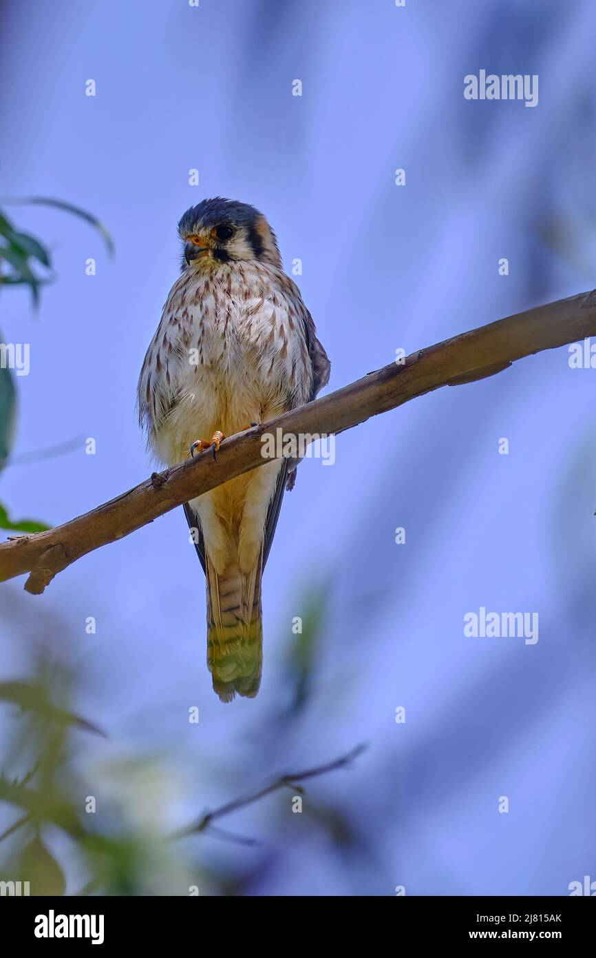 American Kestrel (Falco sparverius), an adult female perched on the branch of a eucalyptus tree. Stock Photo