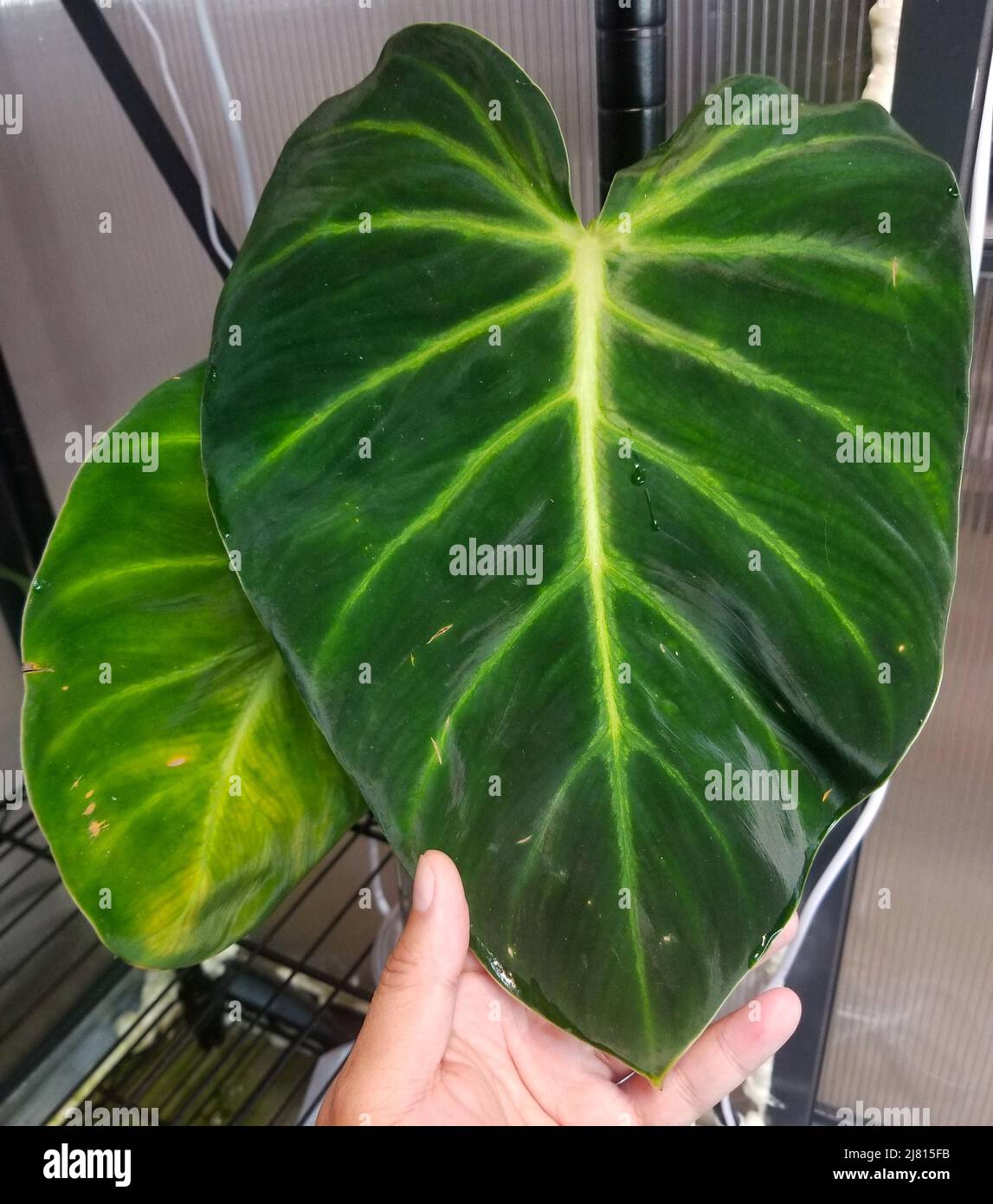 Beautiful velvety loveshaped leaf of Philodendron Luxurians, a rare