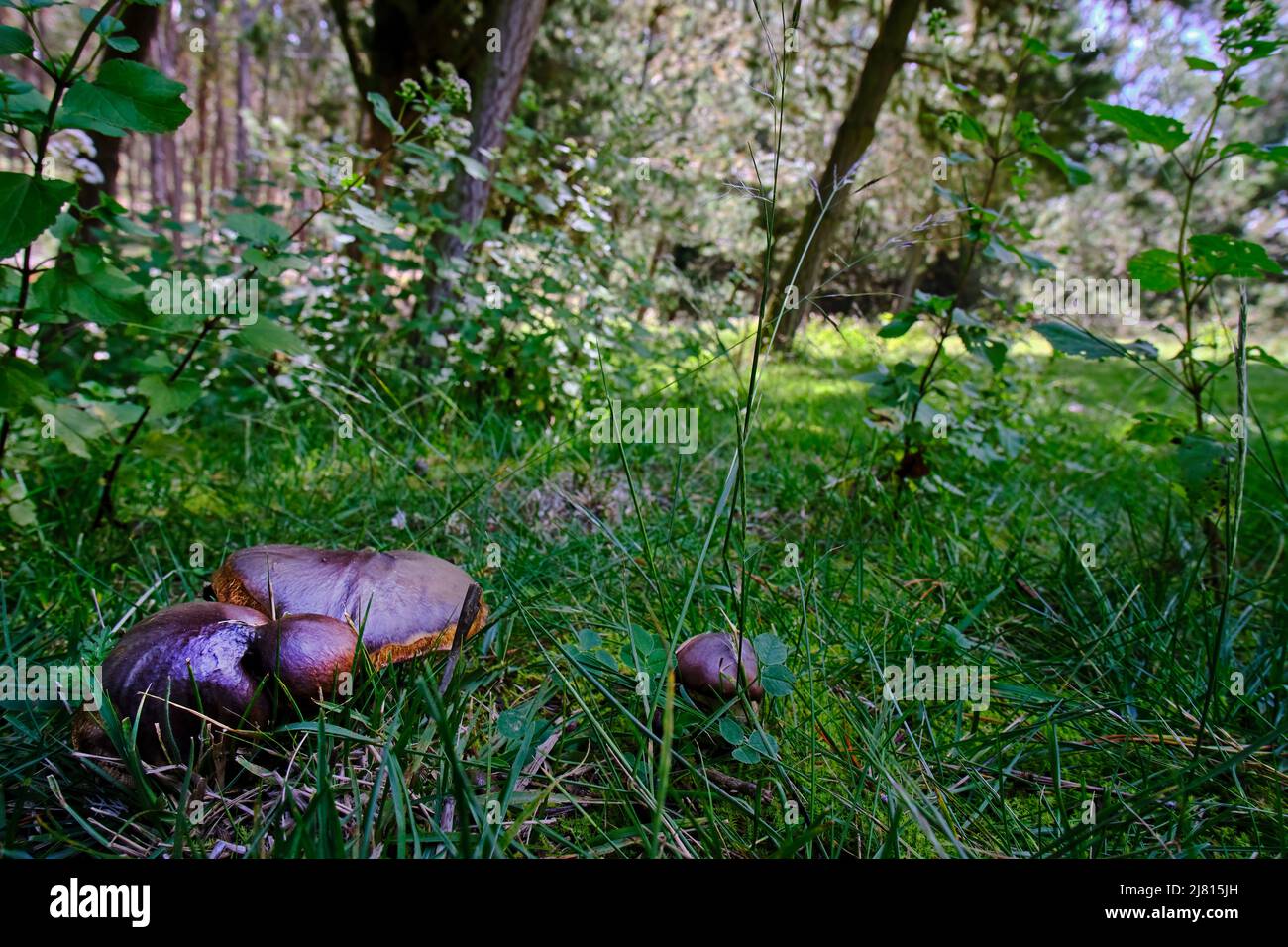 Edible mushroom (Suillus luteus), growing next to large pine trees, on the forest floor. Stock Photo