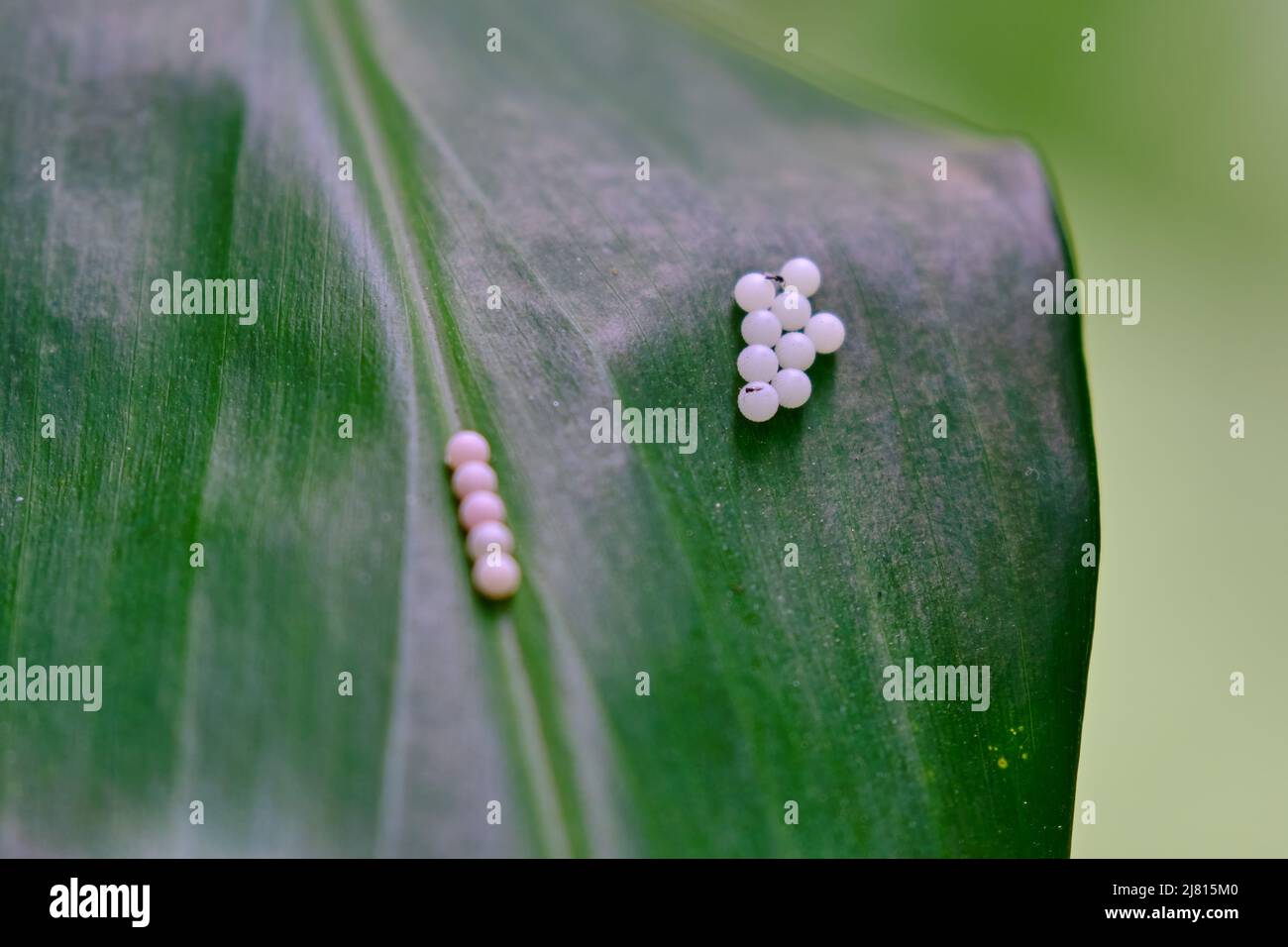 Butterfly eggs (Lepidoptera) deposited on a leaf in the jungle Stock