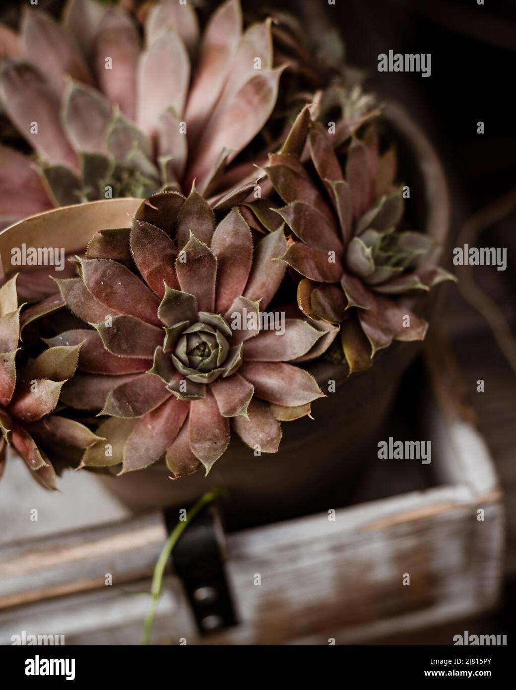 Echeveria Brown Sugar, World of Succulents, Brown succulent Stock Photo Alamy