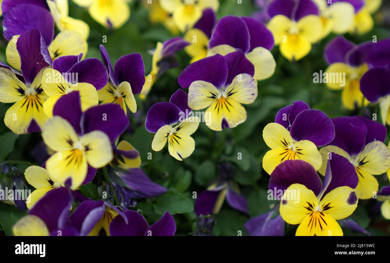 Rebelina purple and yellow violets in a spring garden. Stock Photo