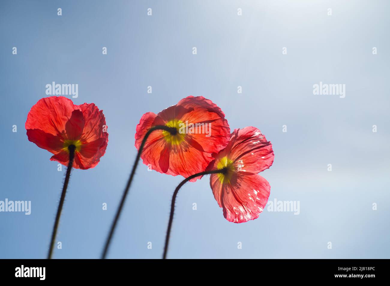 Iceland poppy flowers and blue sky. Short lived flowers basking in the