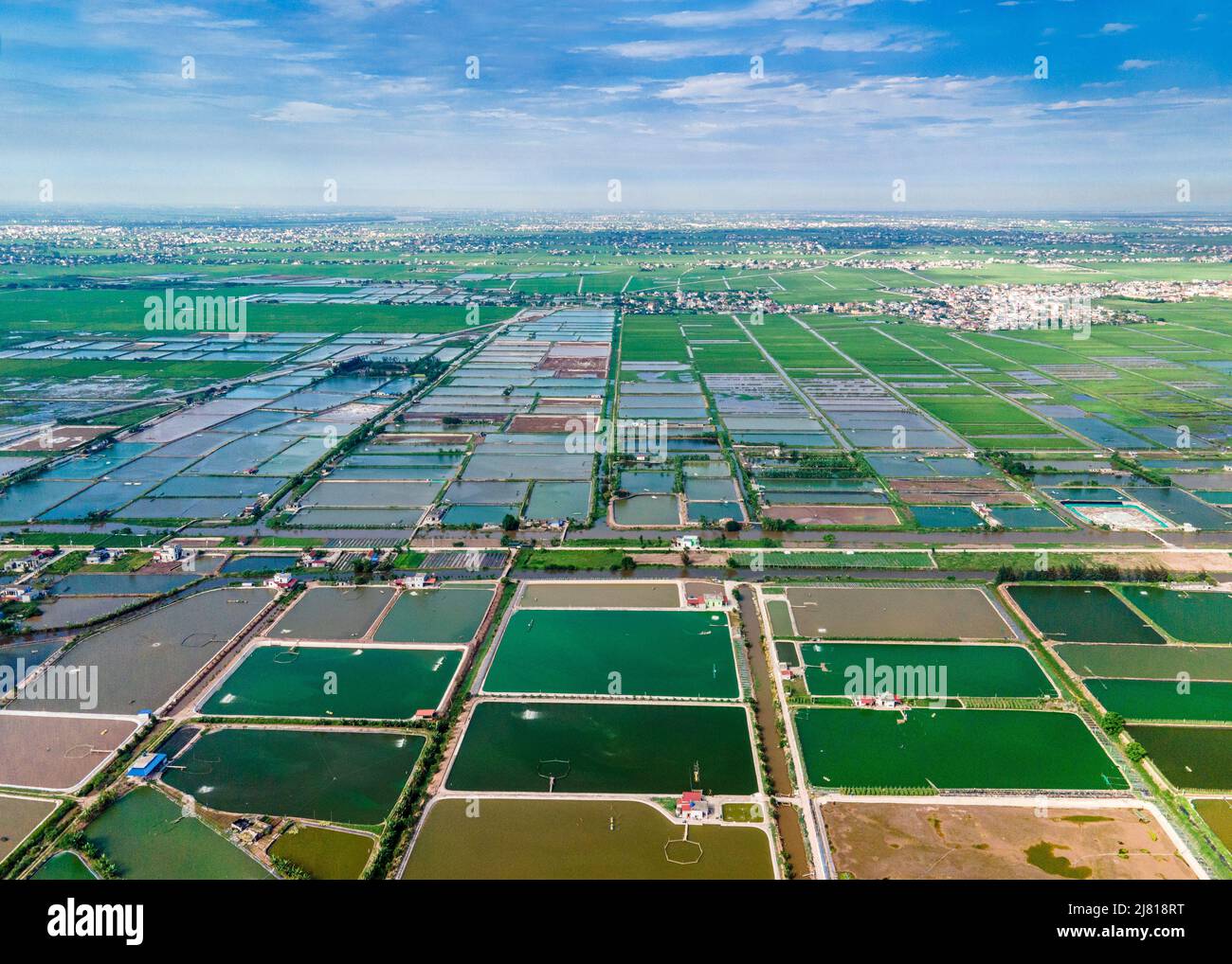 Aerial photo of shrimp farms nearby the sea dike in coastal areas of