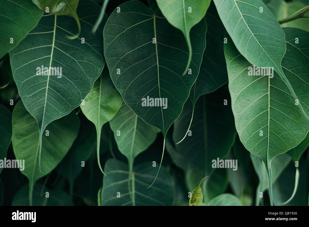 Close up green Bodhi leaves texture background Stock Photo