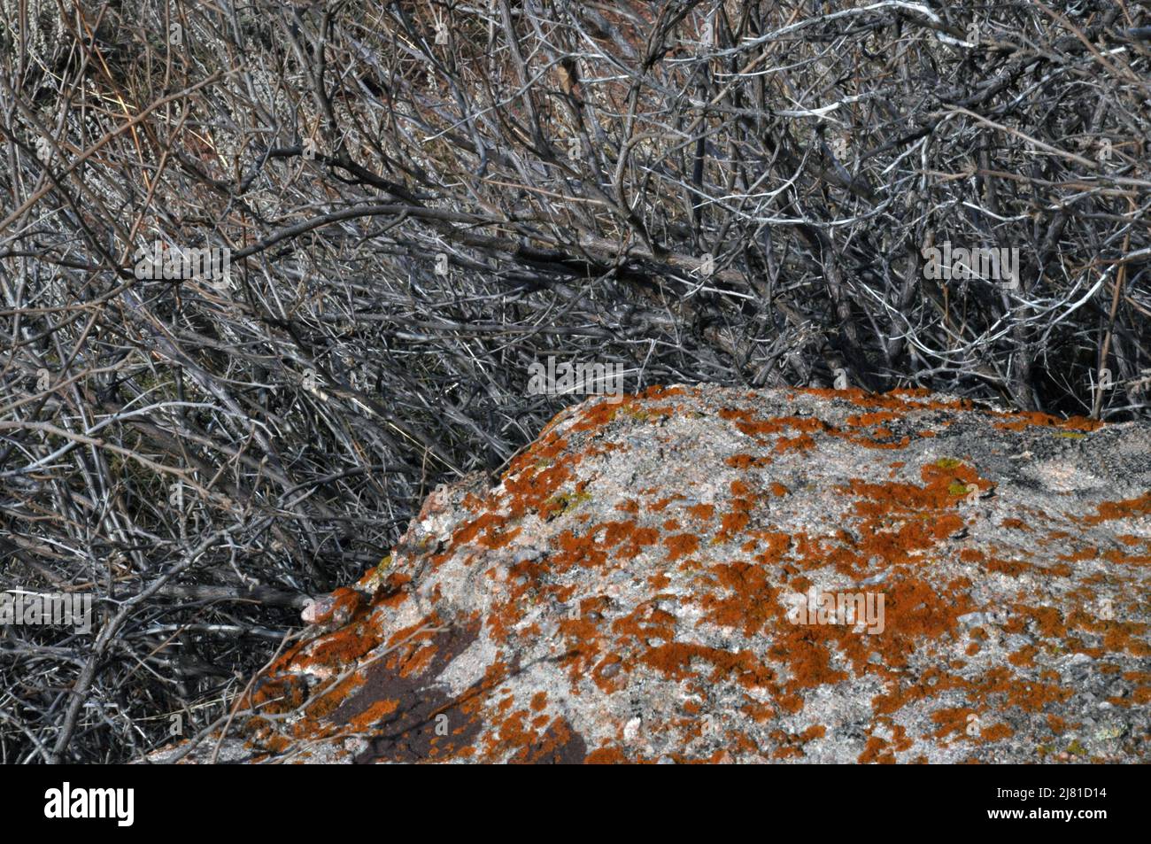 Lichen covered red sandstone rock and bare winter branches closeup Stock Photo