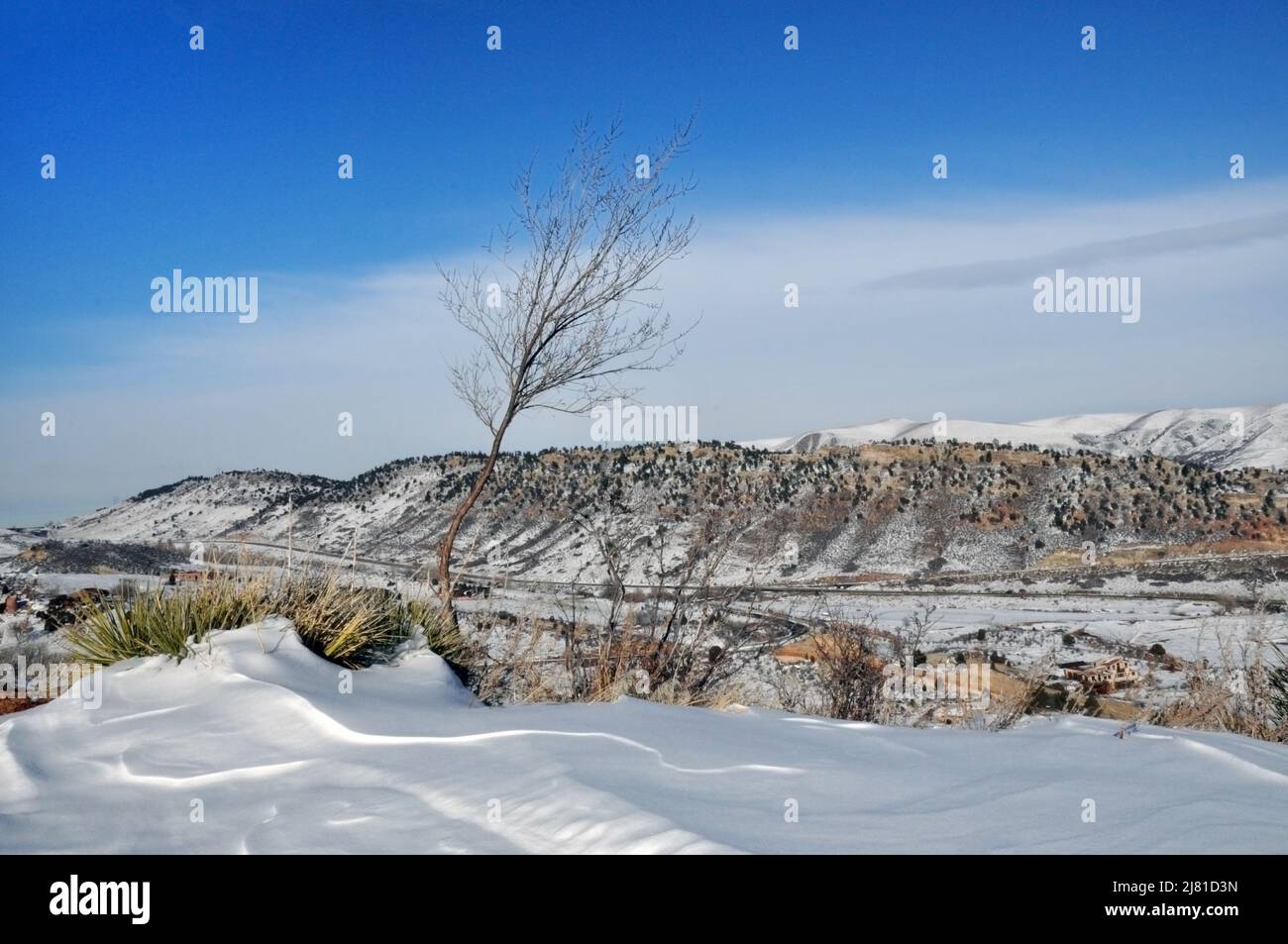 Landscape with tree waving in breeze on top of snow covered hill in mountain foothills Stock Photo
