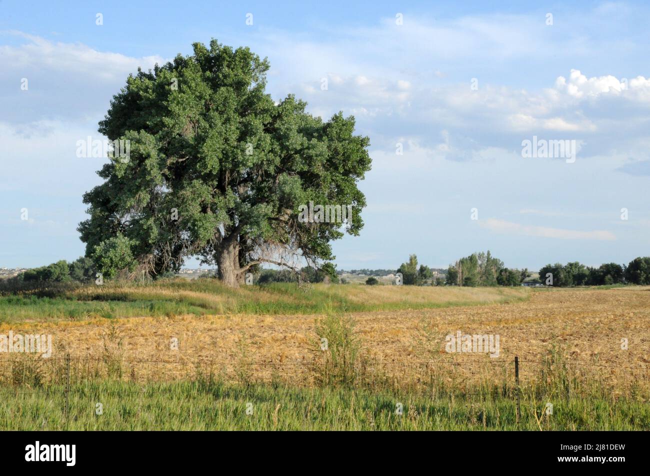 Group of lone trees with green leaves in golden agricultural field and cloudy blue sky Stock Photo