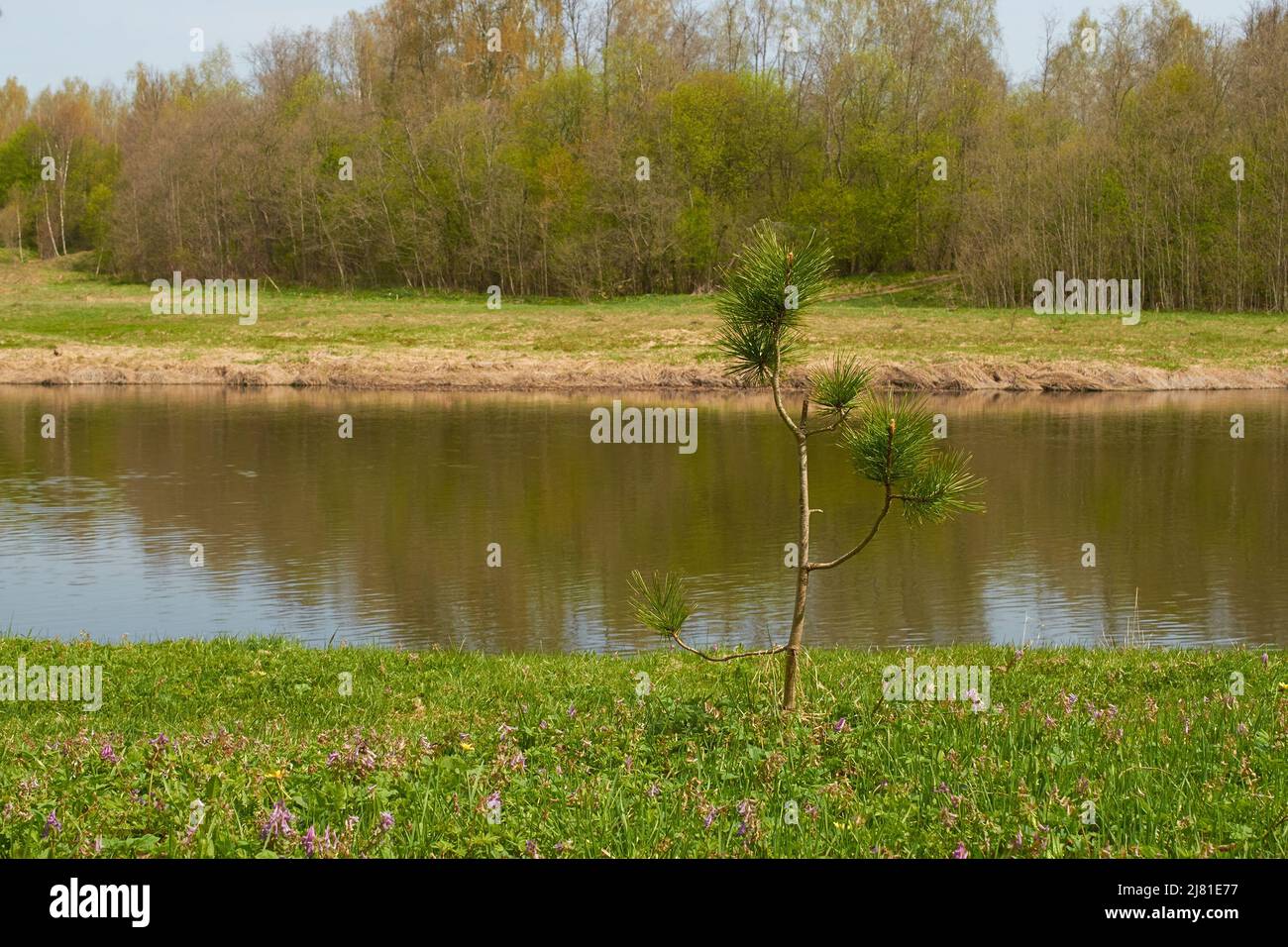 A young sprout of a pine tree on the river bank Stock Photo - Alamy