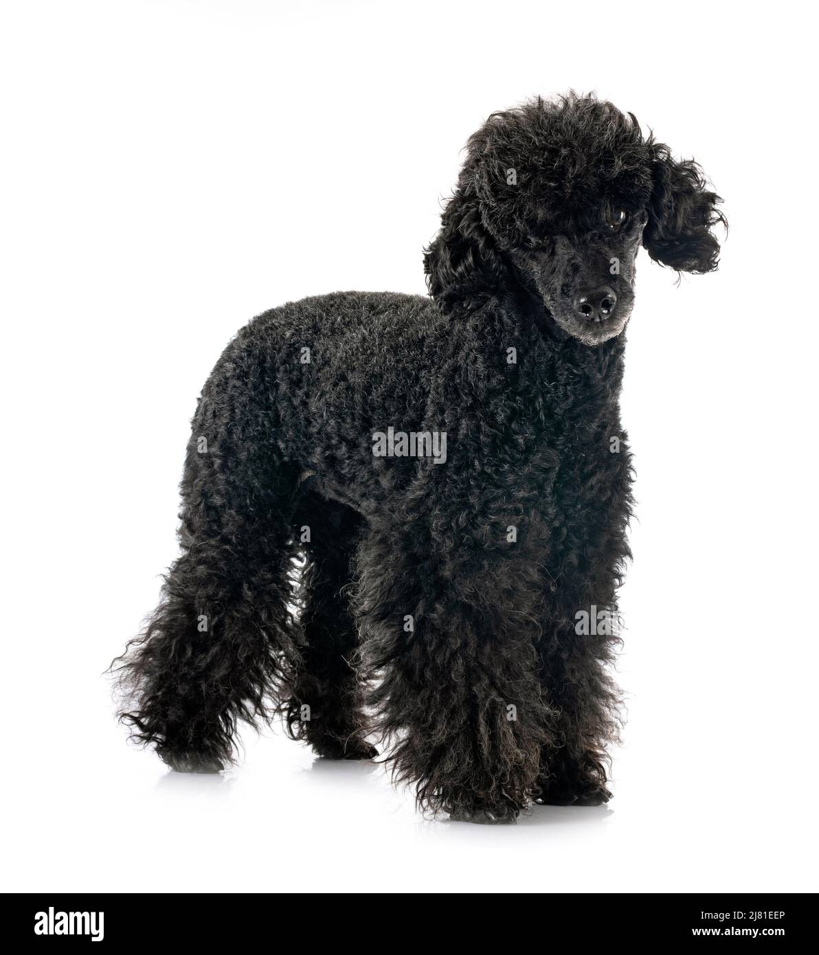 black poodle in front of white background Stock Photo - Alamy