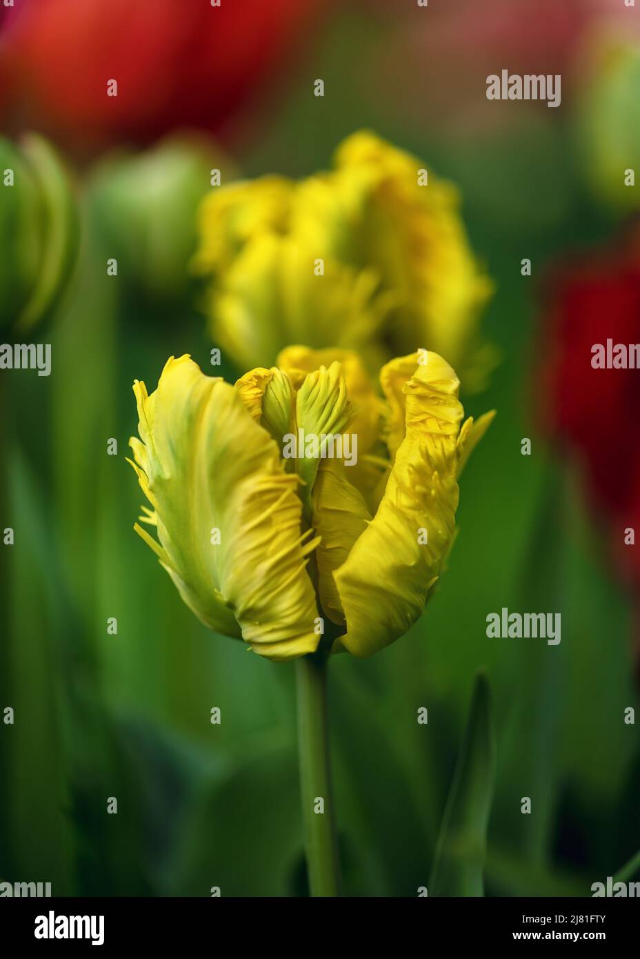 Beautiful yellow tulip flowers with their ruffled and feathered petals in spring garden with blurred background. Parrot tulips. Stock Photo