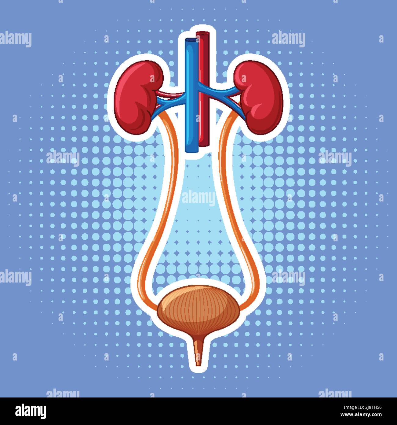 Human internal organ with kidneys and bladder illustration Stock Vector ...
