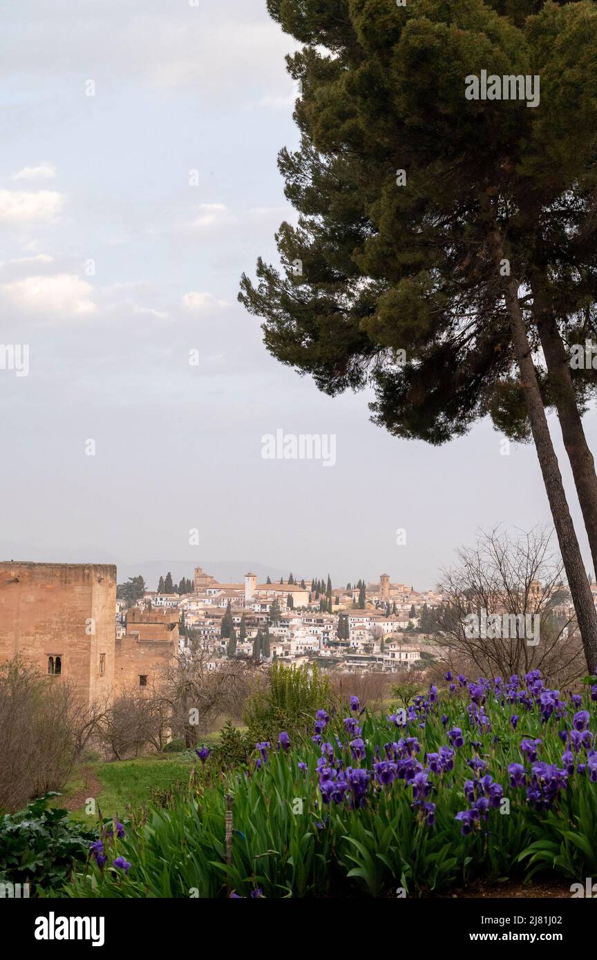Spring blossom of purple irises flowers and view on medieval fortress Alhambra, Granada, Andalusia, Spain in spring Stock Photo