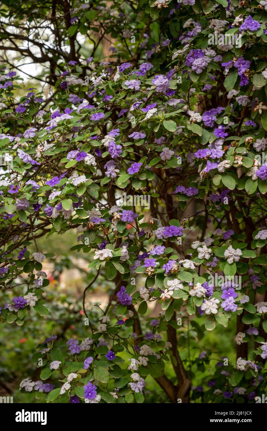 Double color blossom of ornamental brunfelsia pauciflora tropical free with white and purple flowers Stock Photo