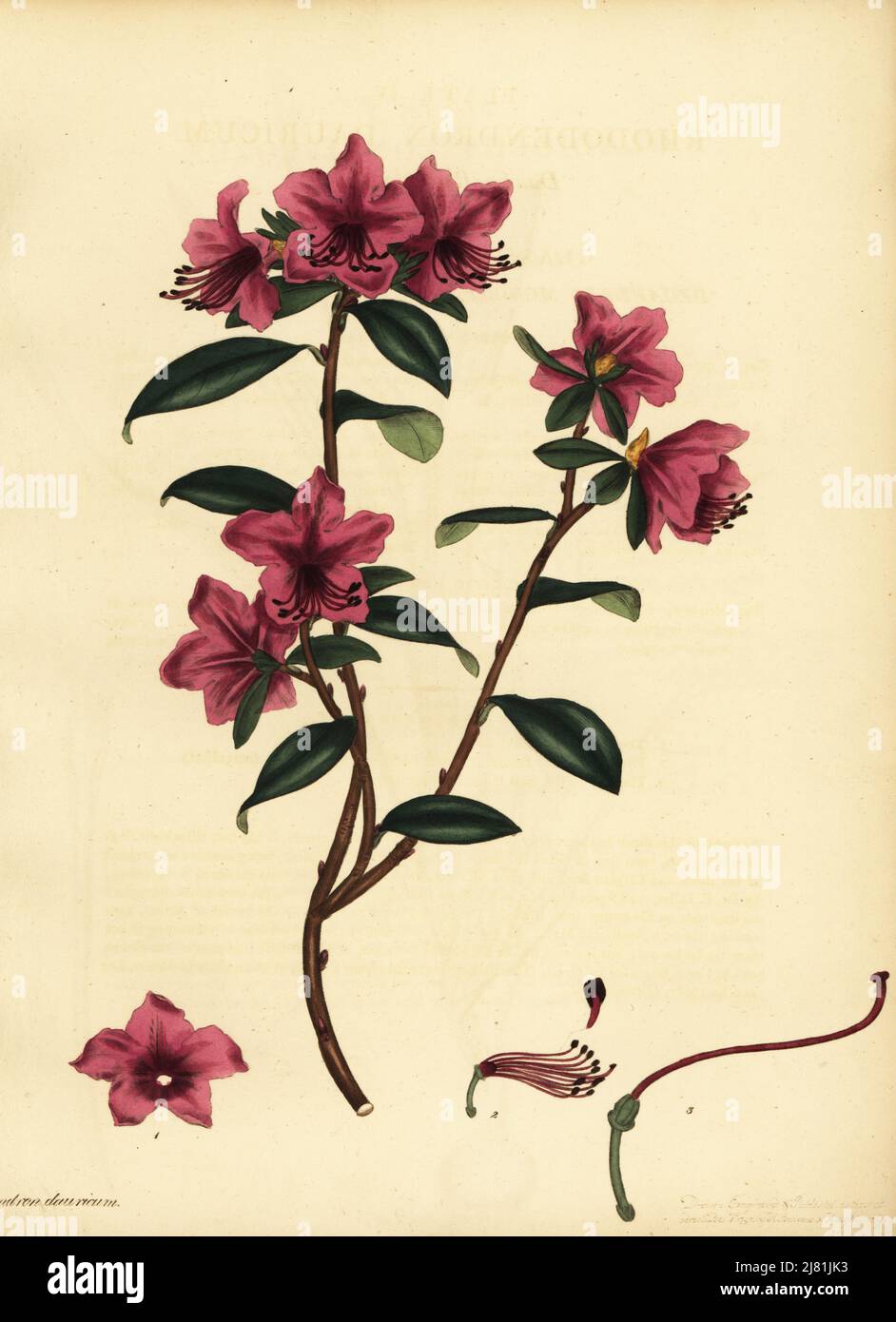 Siberian rhododendron, Rhododendron dauricum. Dauric rhododendron. Copperplate engraving drawn, engraved and hand-coloured by Henry Andrews from his Botanical Register, Volume 1, published in London, 1799. Stock Photo