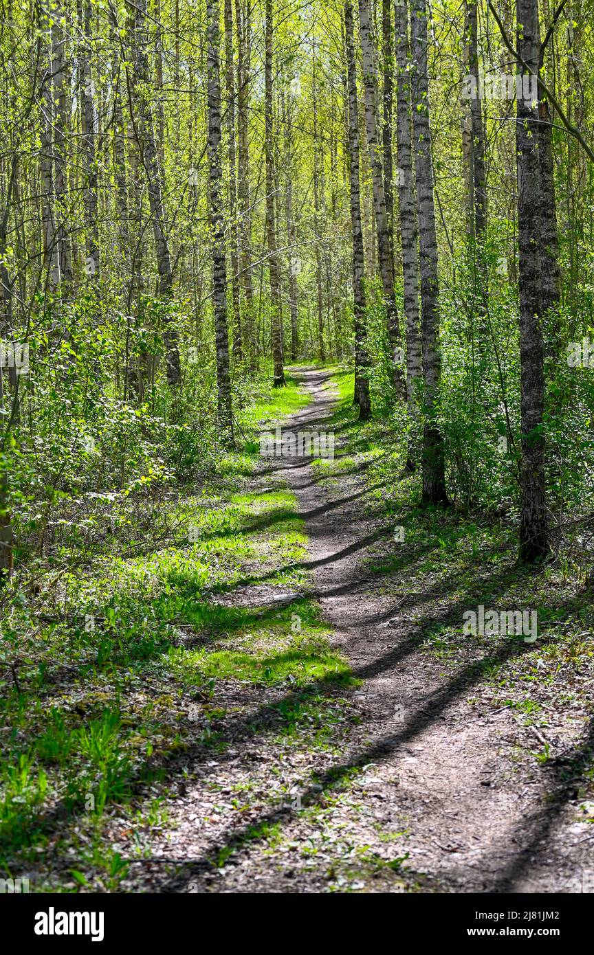 narrow path through young birch forest in springtime Stock Photo