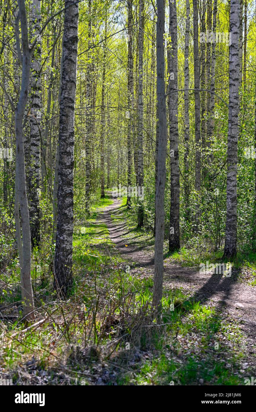 narrow path through young birch forest in springtime Stock Photo