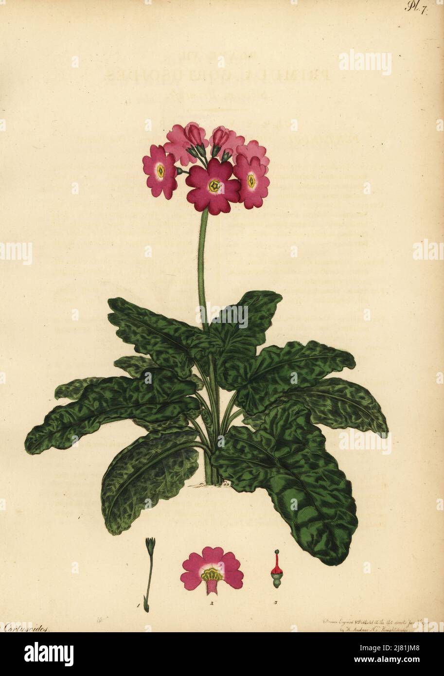 Siberian primrose, Primula cortusoides.Copperplate engraving drawn, engraved and hand-coloured by Henry Andrews from his Botanical Register, Volume 1, published in London, 1799. Stock Photo